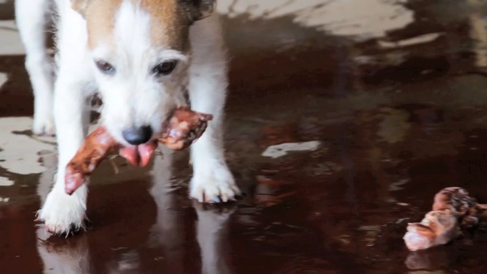 T IS FOR TERRIERS